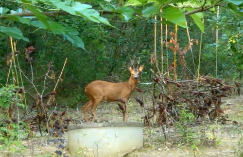 La Maison d’Isabel - Foto 6