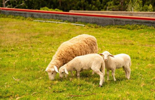 Florenças House - Private Jacuzzi & Garden - Foto 65
