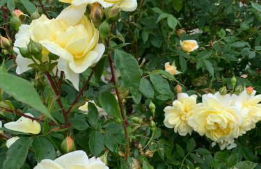 Ferienwohnung Taunusurlaub - Foto 20