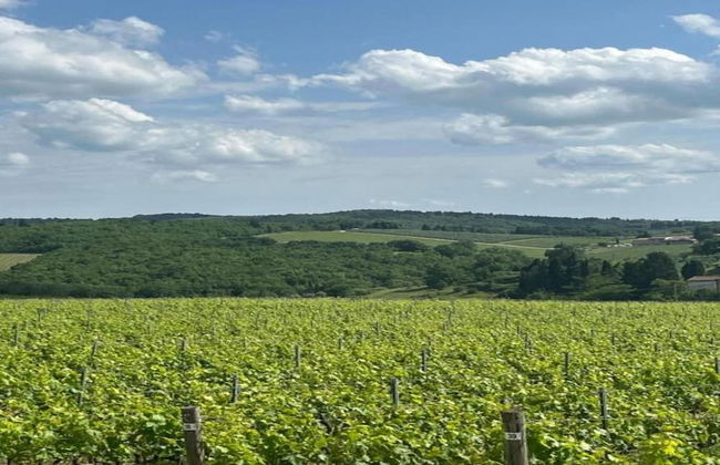 Charming Vineyard Escape - Foto 30