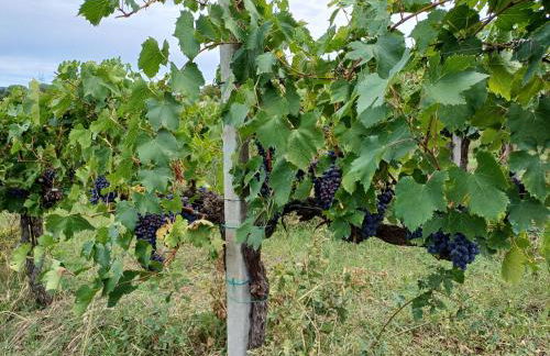 Agriturismo La Bulletta - Foto 74