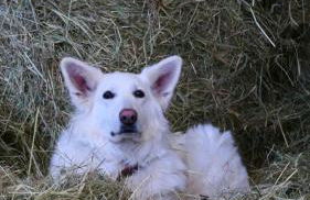 Ferienhof Steingaden - Foto 22