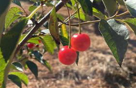 Masseria Lacatena - Foto 22