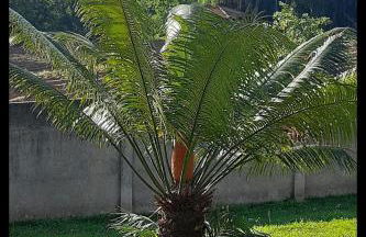 Casa Amarela Ecoloft Brasil 88 - Foto 12