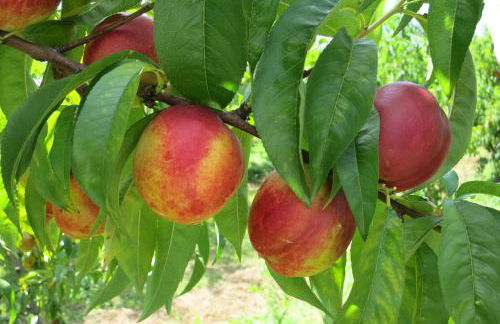 Agriturismo Fior di Maggio - Foto 25