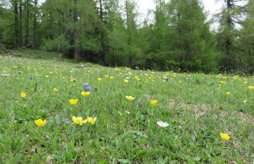 Parleitnerhof Ferienwohnung Abendrot - Foto 2