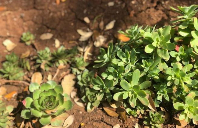 Apartment Villa Morena - Foto 21