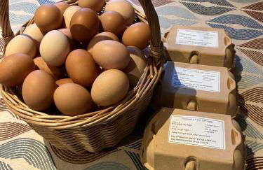 Seaview luxury pod - Photo 21