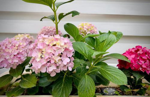 Seaside Villa with private garden - Foto 13