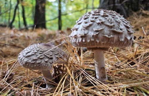 FeWo-Am-Wald - Foto 26