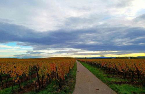 3 Stars Domaine des Vignes - Kaysersberg Vignoble - Foto 28