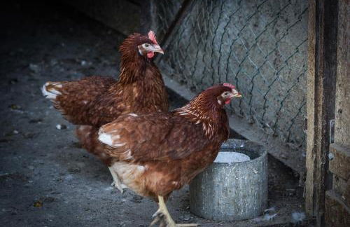 Schrotthof - Foto 10