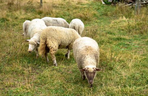 Casa da Quinta do Cruzeiro - Foto 20