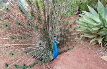 Cuevas De Barreto - Foto 59