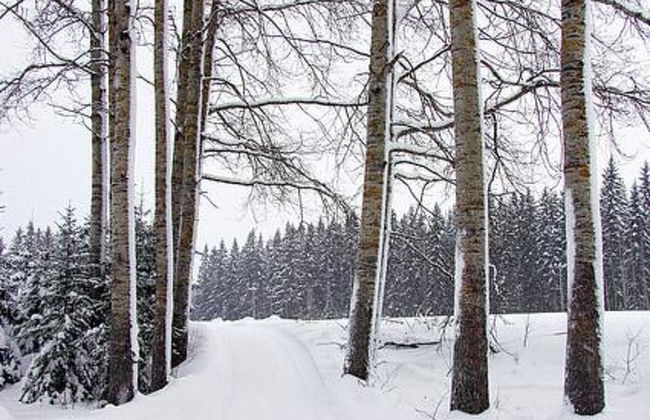 Kopinkallio 1 - Foto 22