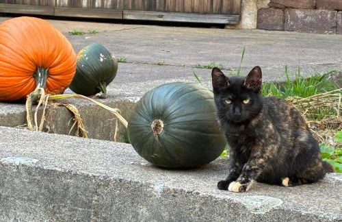 Landhaus Himmelsbach 22 - Foto 3