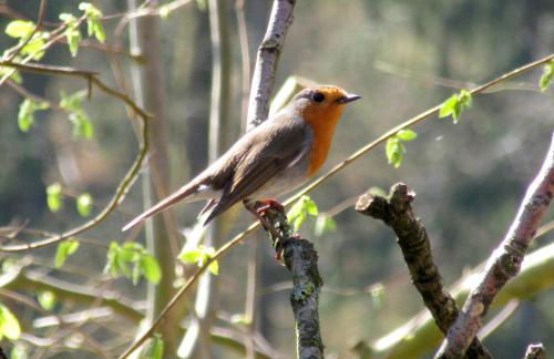 Blockhütte 35 km nördlich von Hamburg - Foto 40