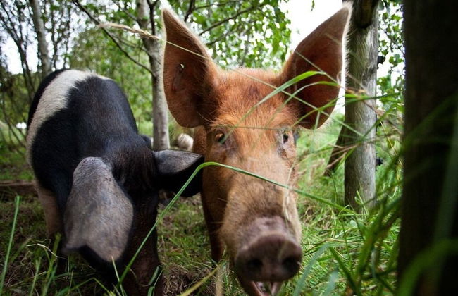 Ballylagan Organic Farm - Foto 11