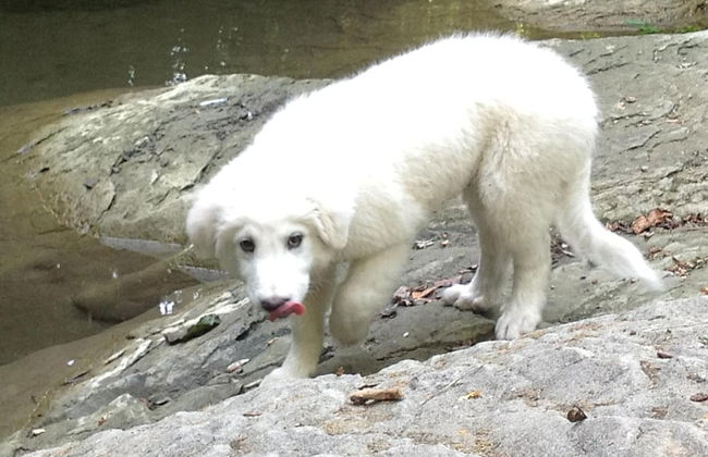 B&B da Ronald...a Pian del Papa - Foto 35