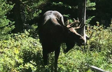 Stony Creek Lodge - Foto 6