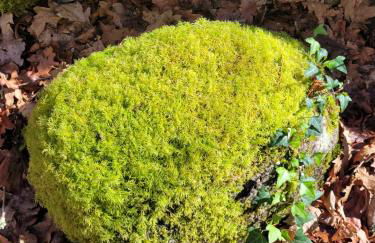 CHALÉ, Pedra, Isolada, Natureza, Rio - Ecoturismo - Foto 6