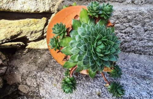 Cardenha da Bessada - Foto 50