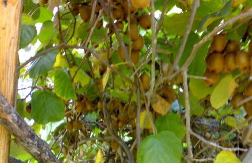 Biologico Dell'Etna - Foto 18