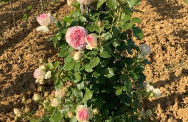 Podere San Giusto - Foto 57