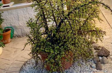 Villa Biniritta - Foto 44