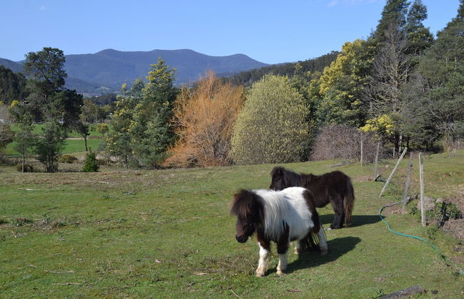Whispering Spirit Holiday Cottages - Foto 10