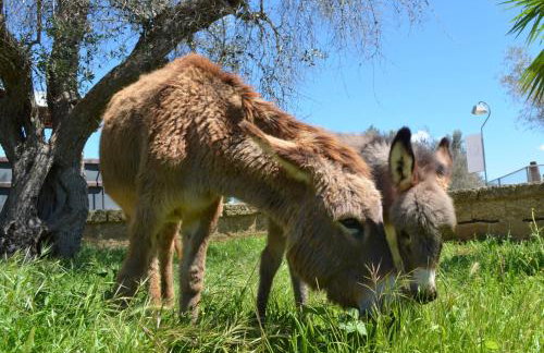 Masseria Grande Agriturismo - Foto 35