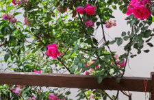 Mountain Breeze Sanctuary - Foto 25