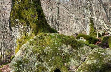 Los Chozos de la Braña - Foto 56