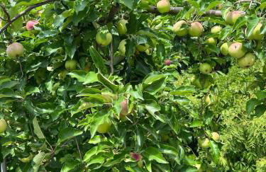 Osada Gęsin - Foto 27