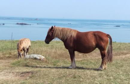 Natursteinhaus in Portsall - Foto 32