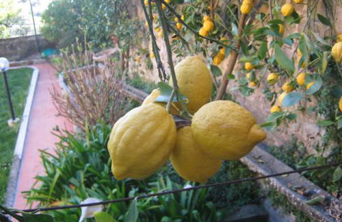 Holiday Home Il Borgo Degli Agrumi - Foto 16