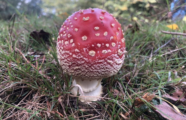 St Georges Balcony Suite - Photo 41