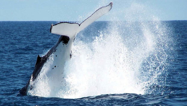 Whale Watching in Geographe Bay - Photo 4, Whale watching in Dunsborough