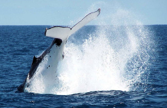 Whale Watching in Geographe Bay - Photo 4
