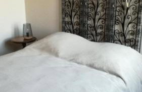 Le chat Moustic - Foto 25