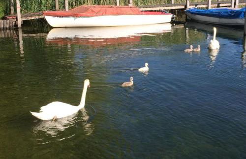 Dennenboomdroom - Foto 45