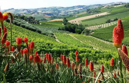 Agriturismo Fiorano - Foto 34