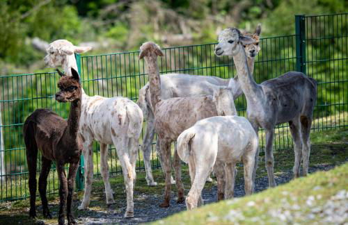 Alpaka Haus Sanssouci Tanne Oberharz - Foto 8