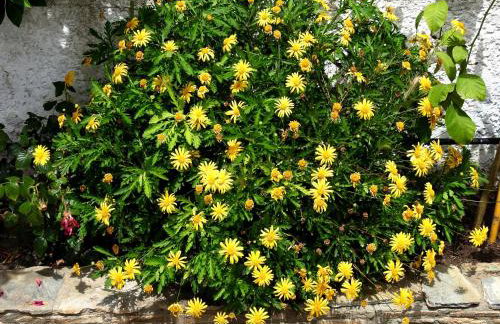 Garden House - Foto 12