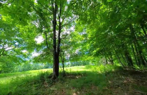 Pleasant Brook Cottage - Foto 42