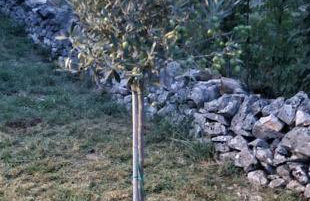 Traumhafte Villa Dubi bei Labin - Foto 31