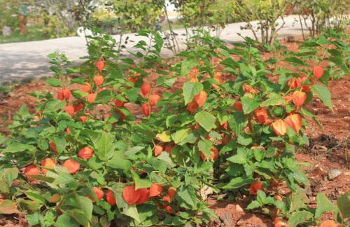 Apartments with parking space Ugljan - 8493 - Foto 14