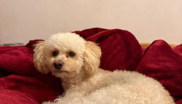 Hundeurlaub im Tiny House im Wald - Foto 3