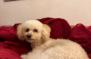 Hundeurlaub im Tiny House im Wald - Foto 3