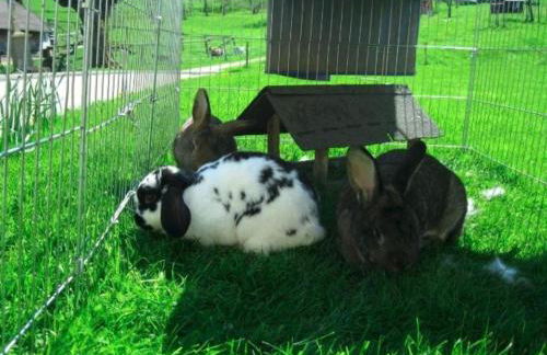 Ferienwohnungen Maierhof Oberried - Foto 60